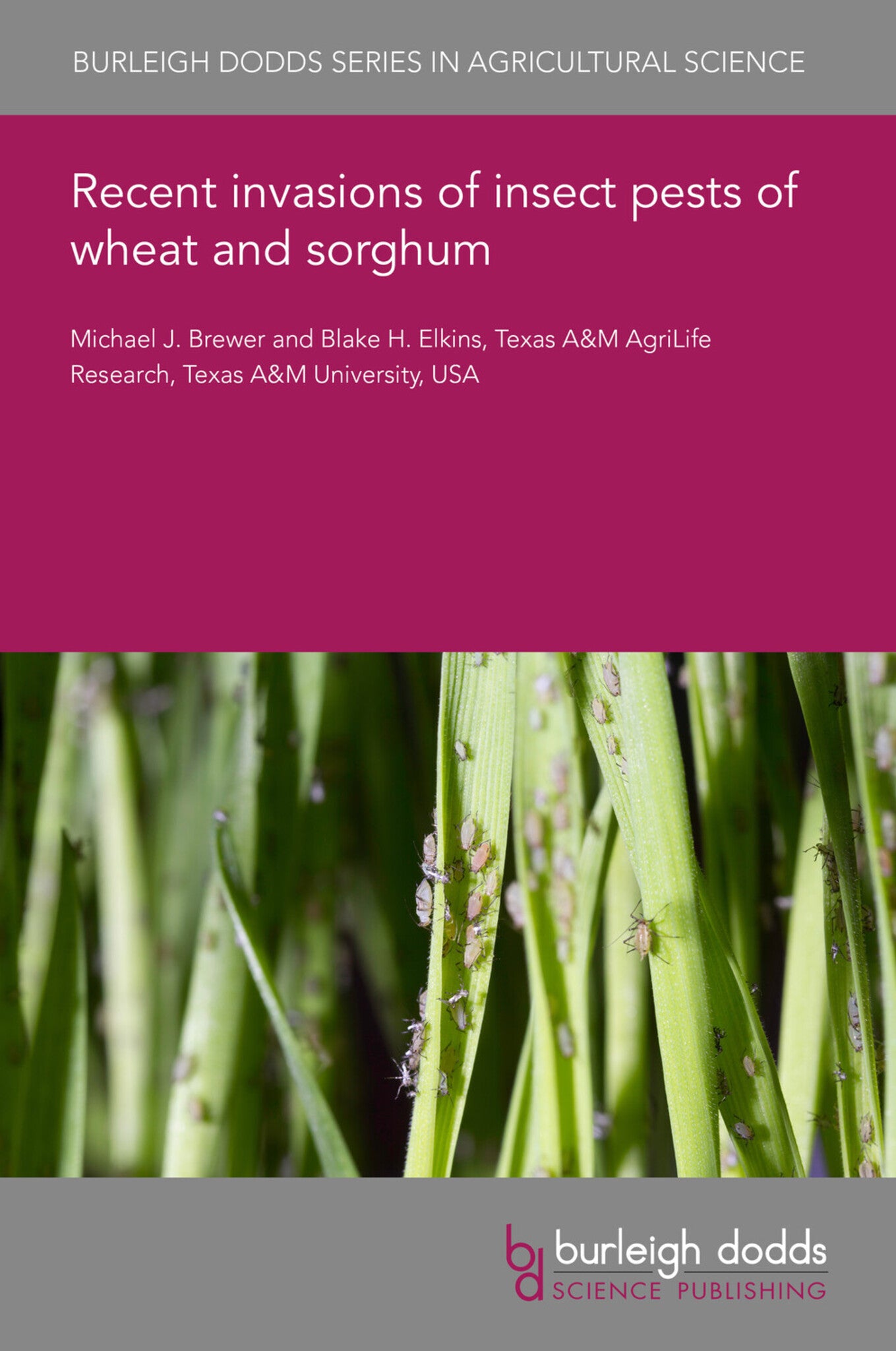 Recent invasions of insect pests of wheat and sorghum