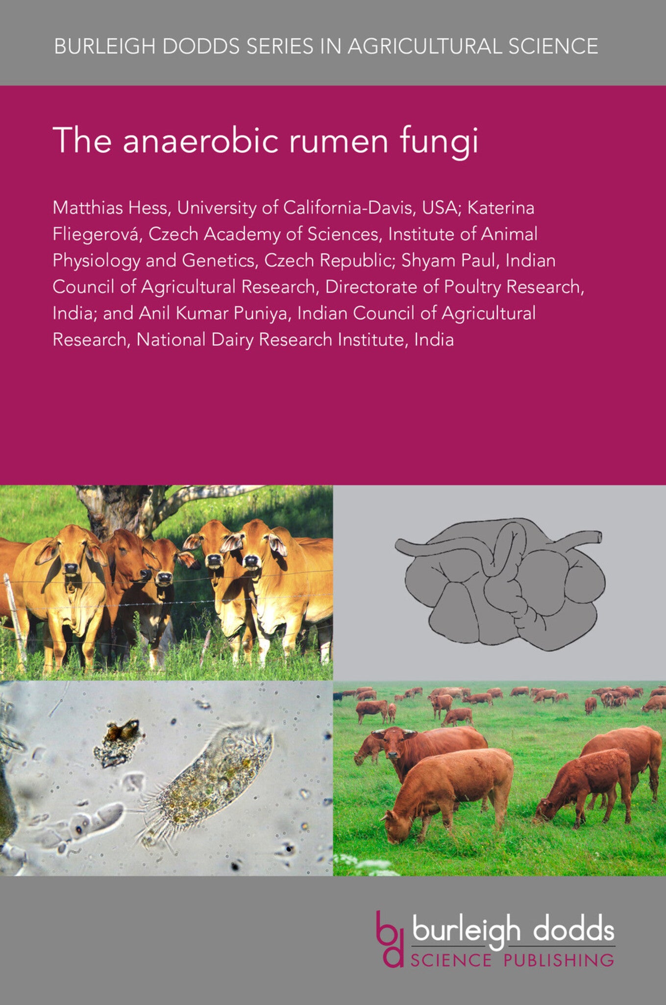 The anaerobic rumen fungi