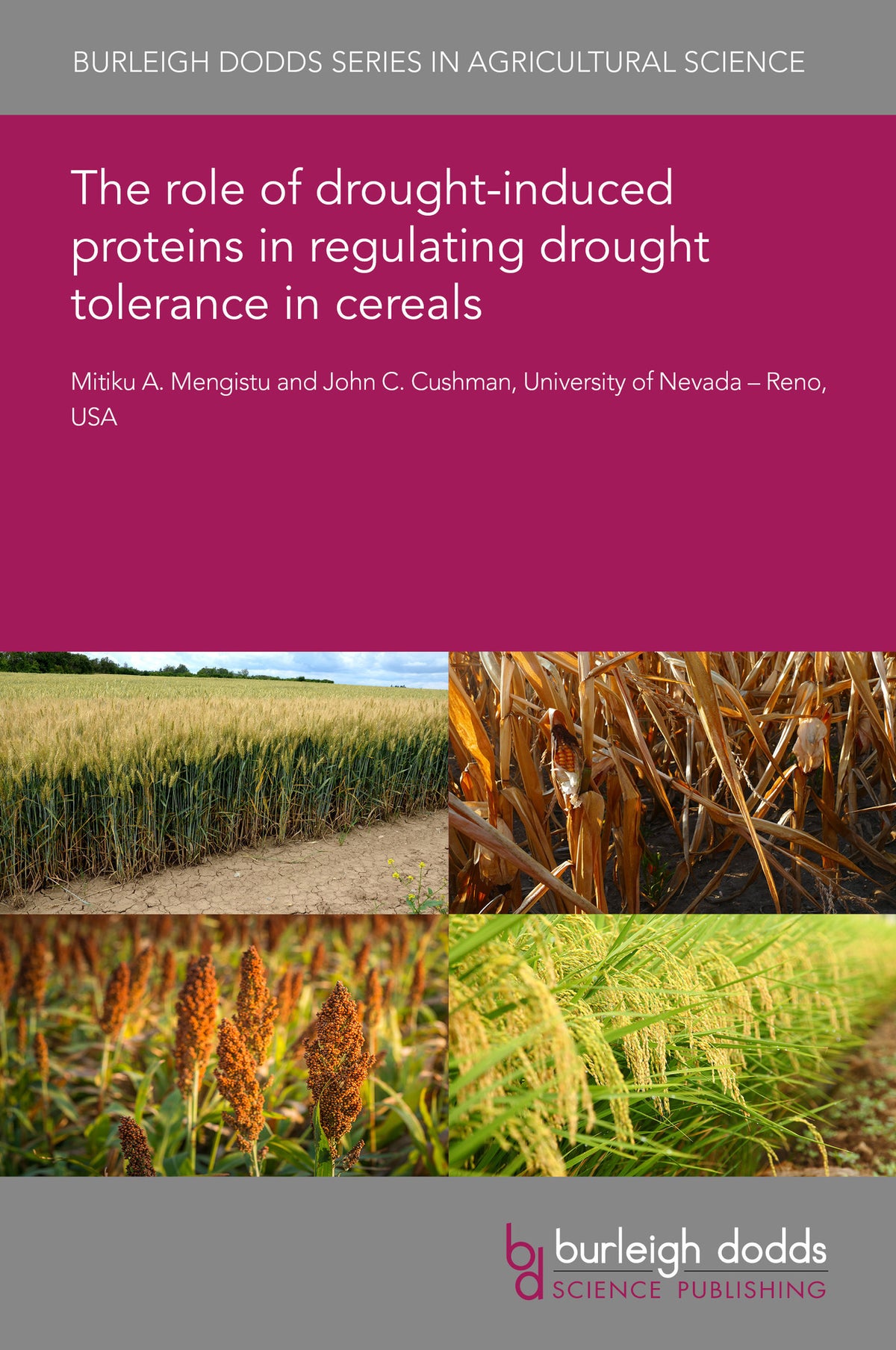 Cover image for The role of drought-induced proteins in regulating drought tolerance in cereals ISBN 9781835450246