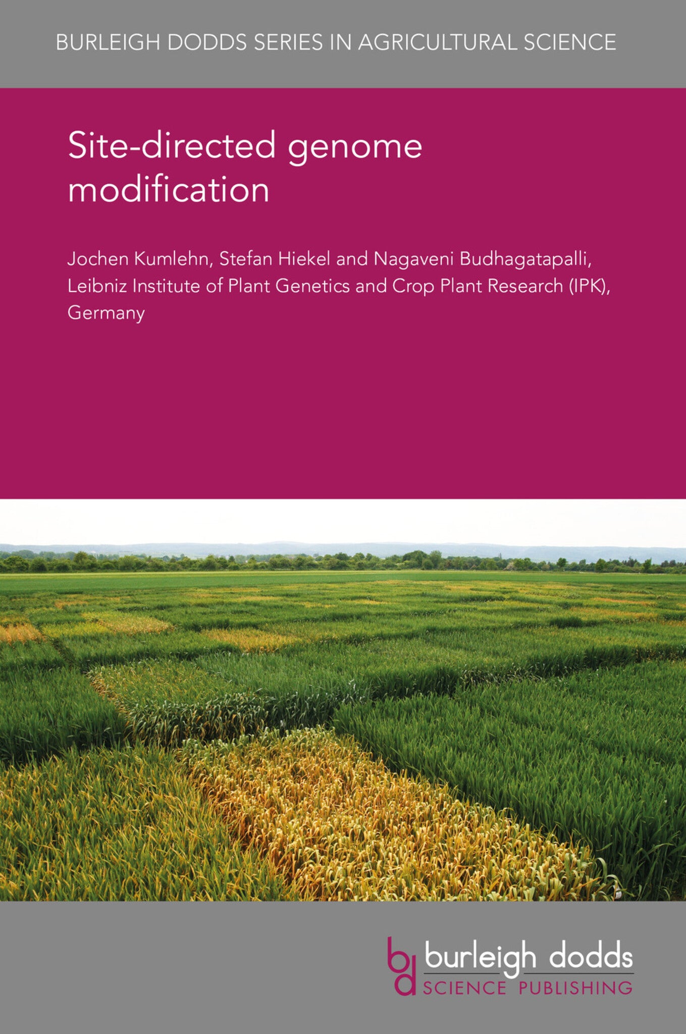 Site-directed genome modification in barley and wheat