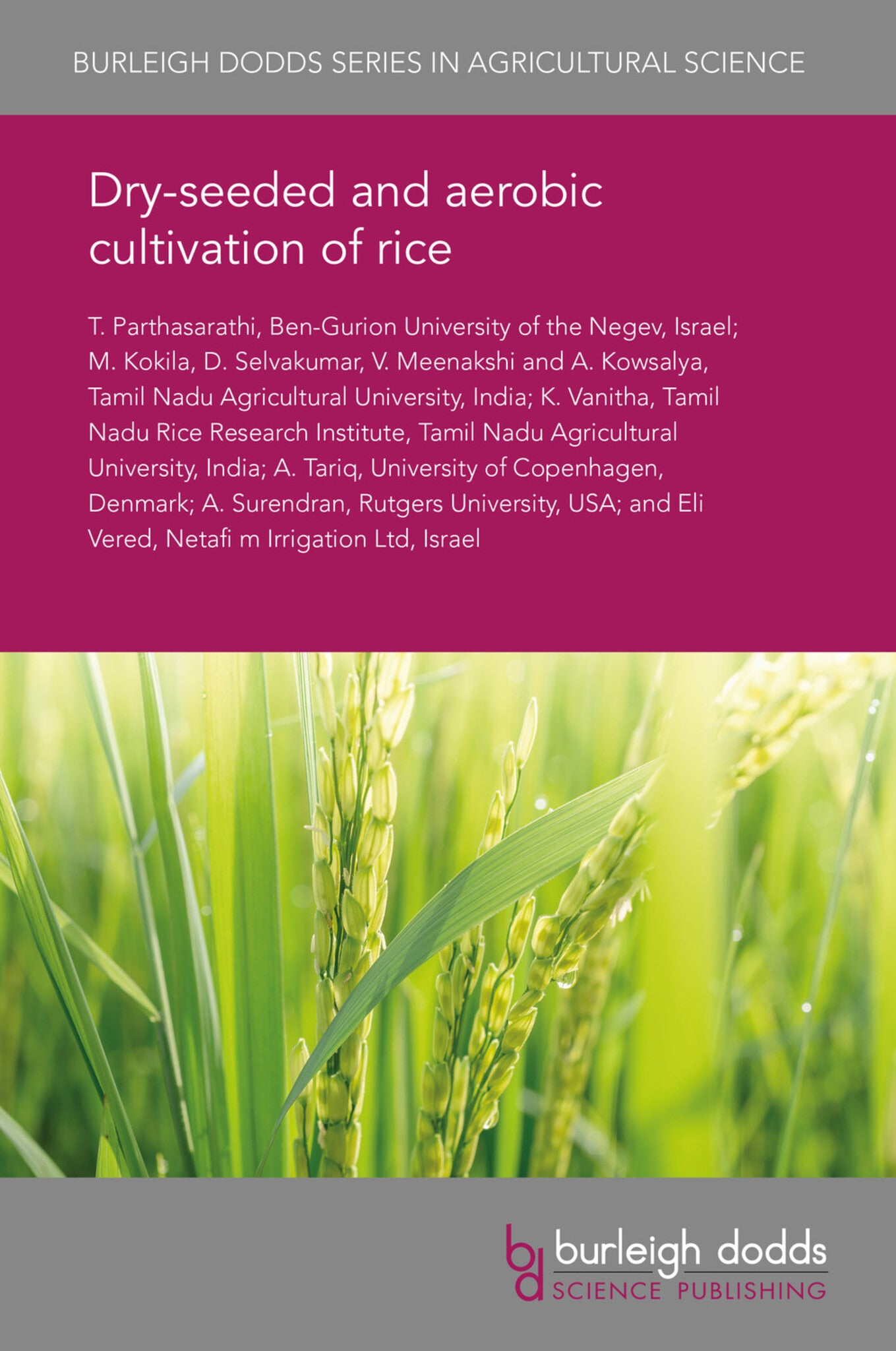 Dry-seeded and aerobic cultivation of rice