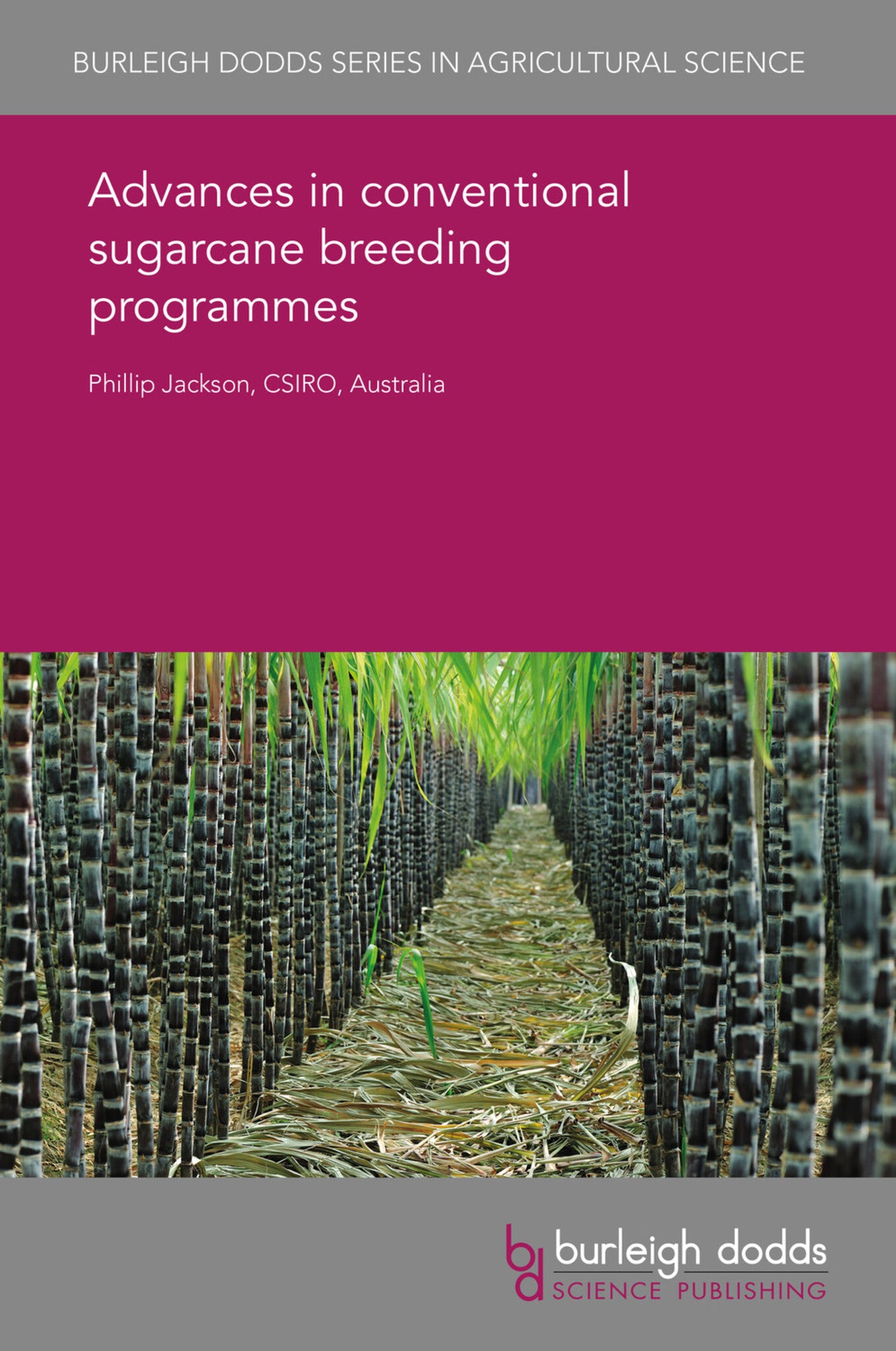 Advances in conventional sugarcane breeding programmes