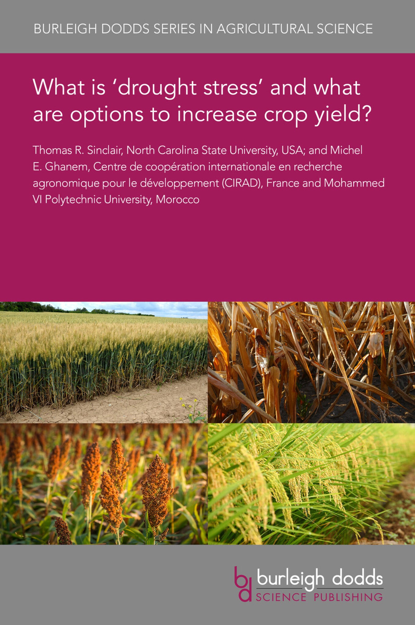 What is ‘drought stress’ and what are options to increase crop yield?