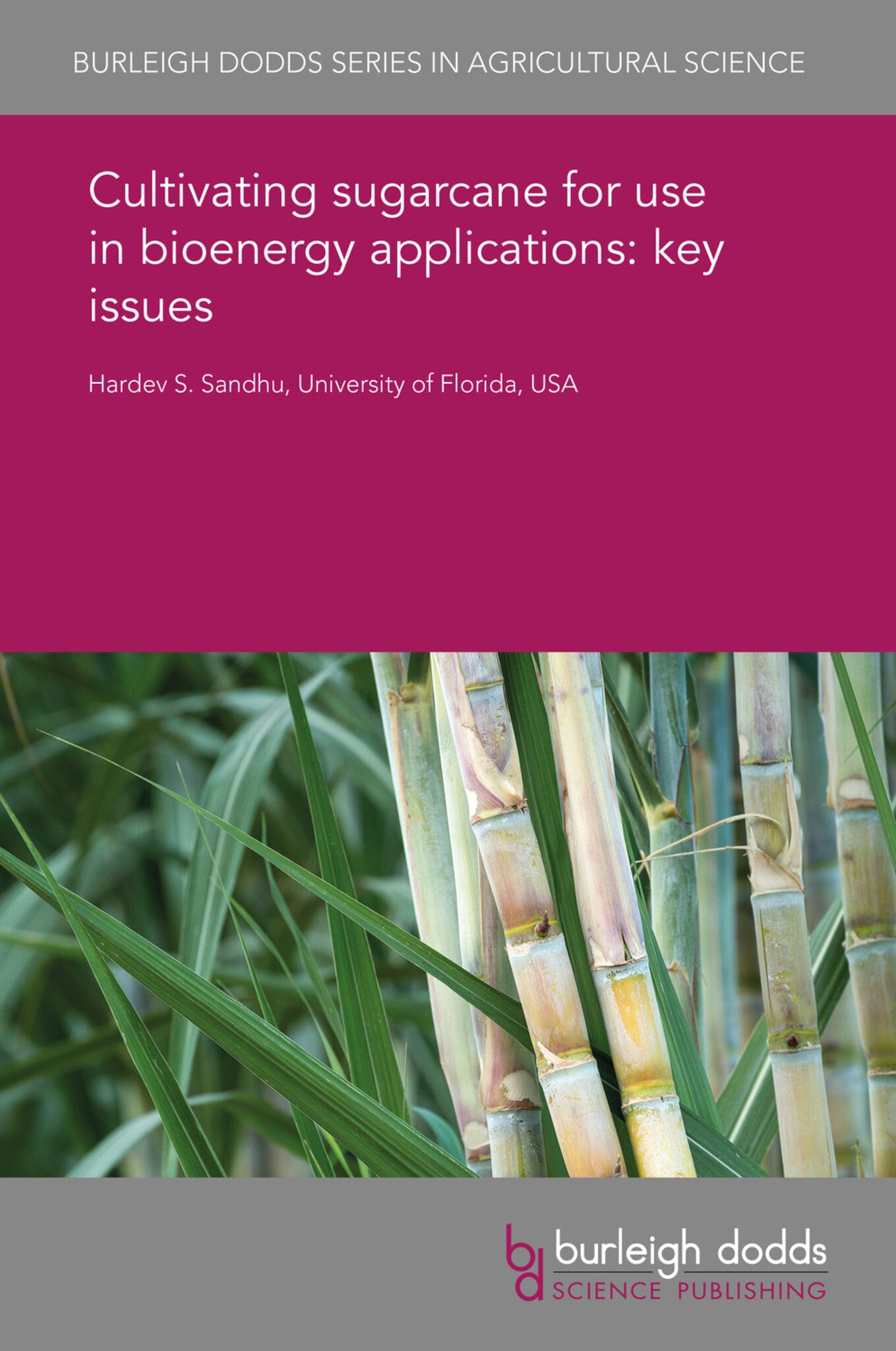 Cultivating sugarcane for use in bioenergy applications: key issues