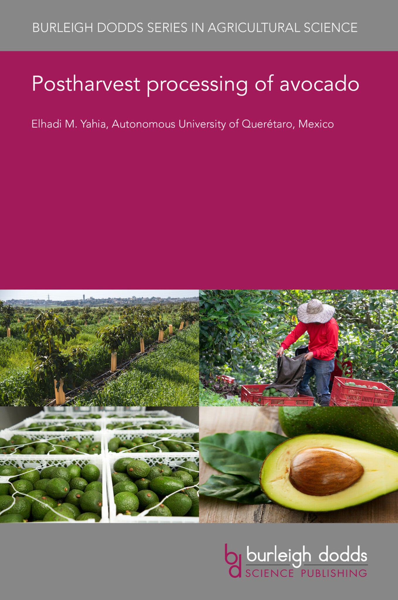 Postharvest processing of avocado