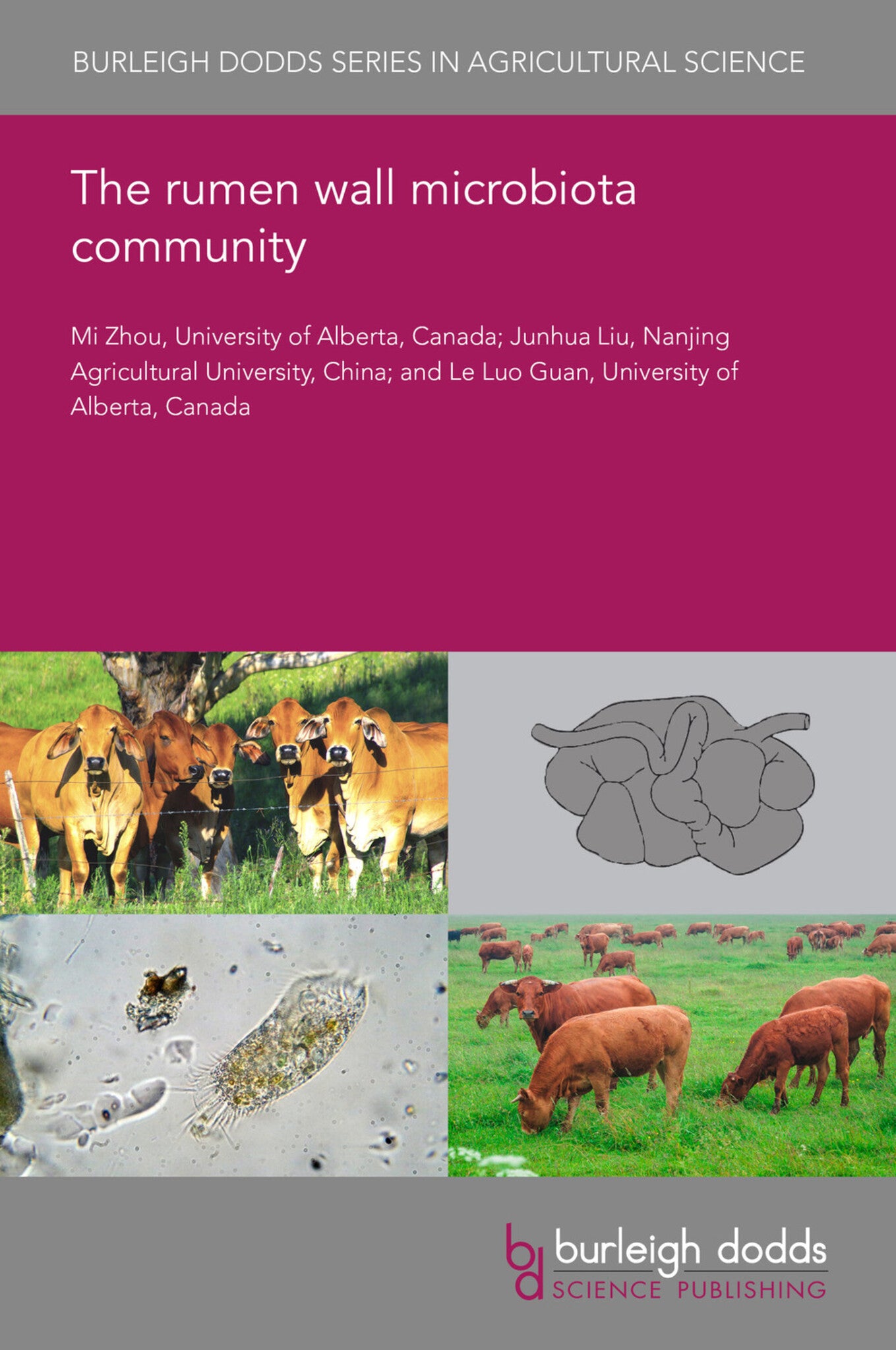 The rumen wall microbiota community