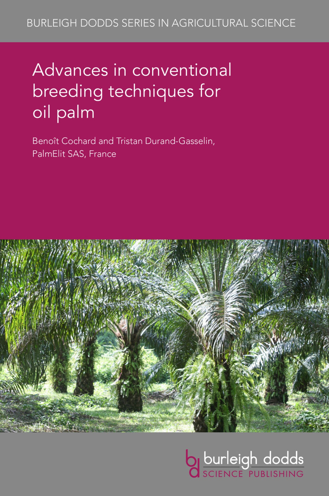 Advances in conventional breeding techniques for oil palm