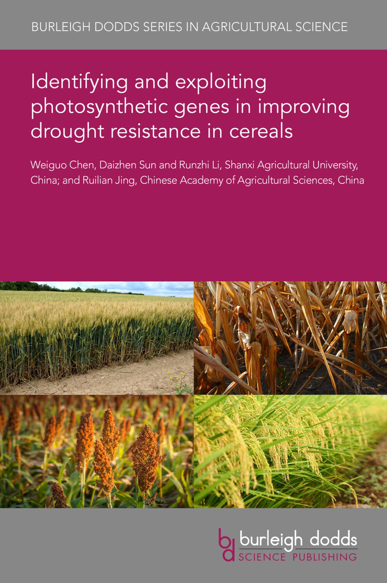 Identifying and exploiting photosynthetic genes in improving drought resistance in cereals