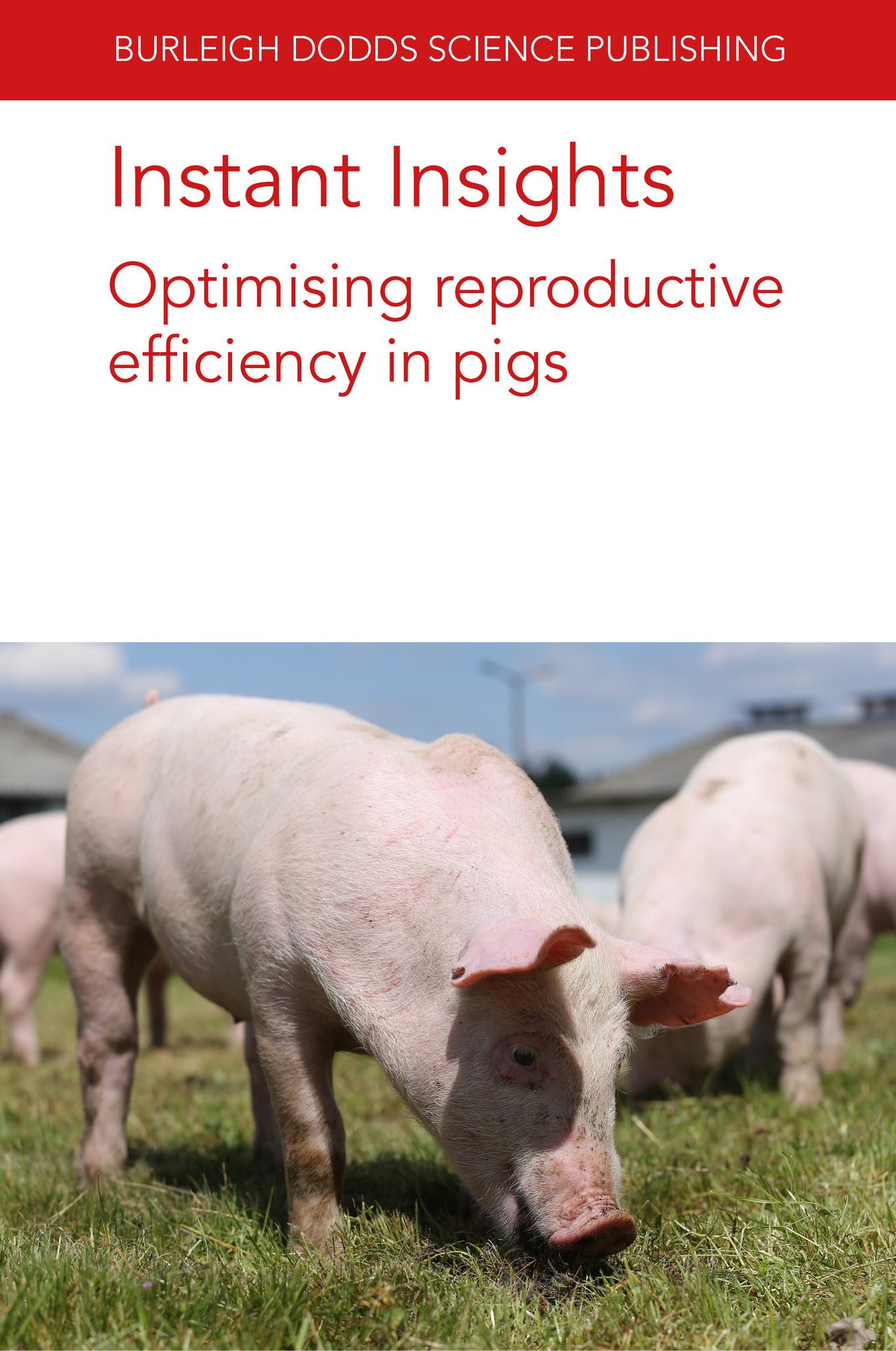 Instant Insights: Optimising reproductive efficiency in pigs