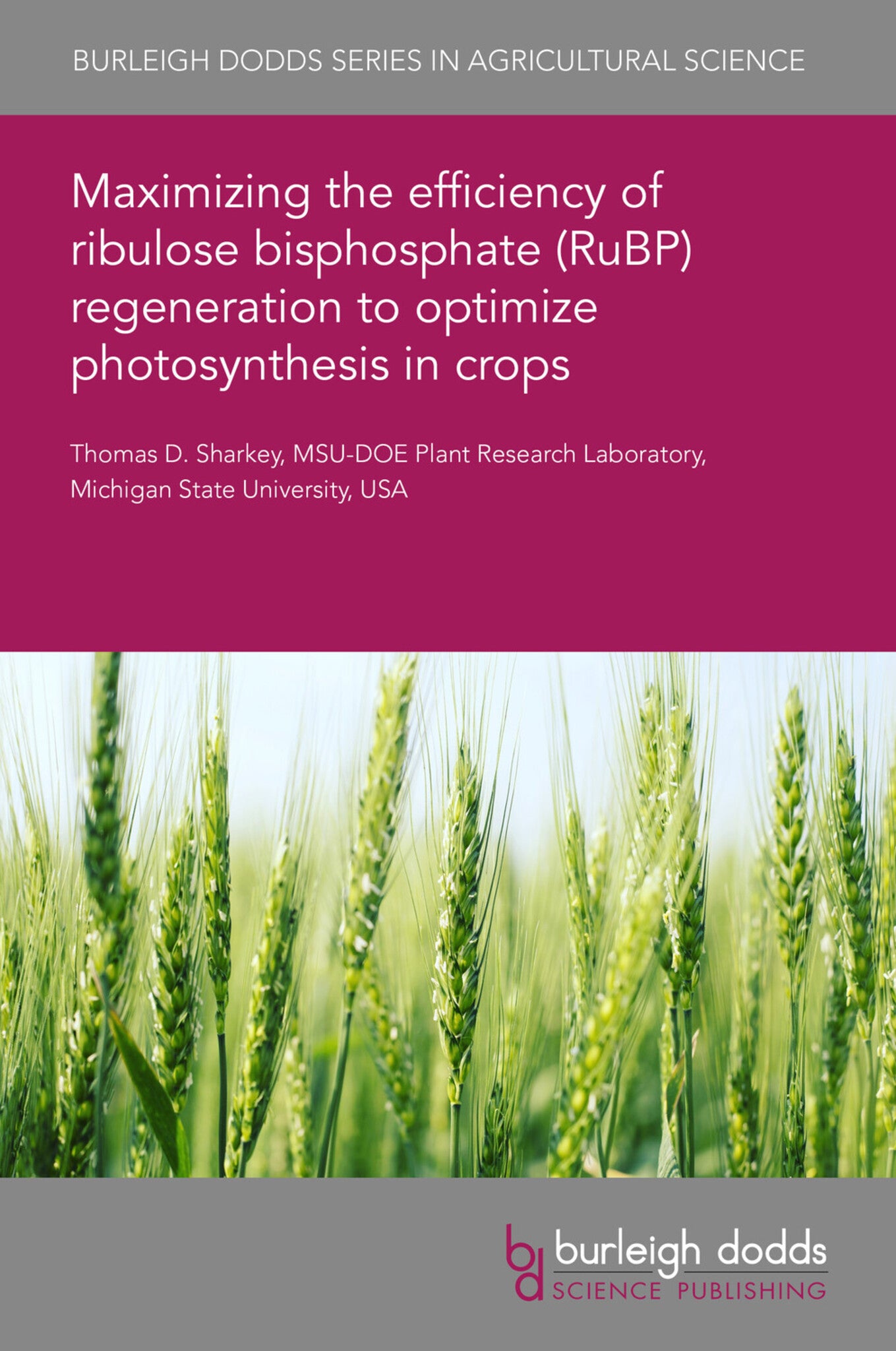 Maximizing the efficiency of ribulose bisphosphate (RuBP) regeneration to optimize photosynthesis in crops