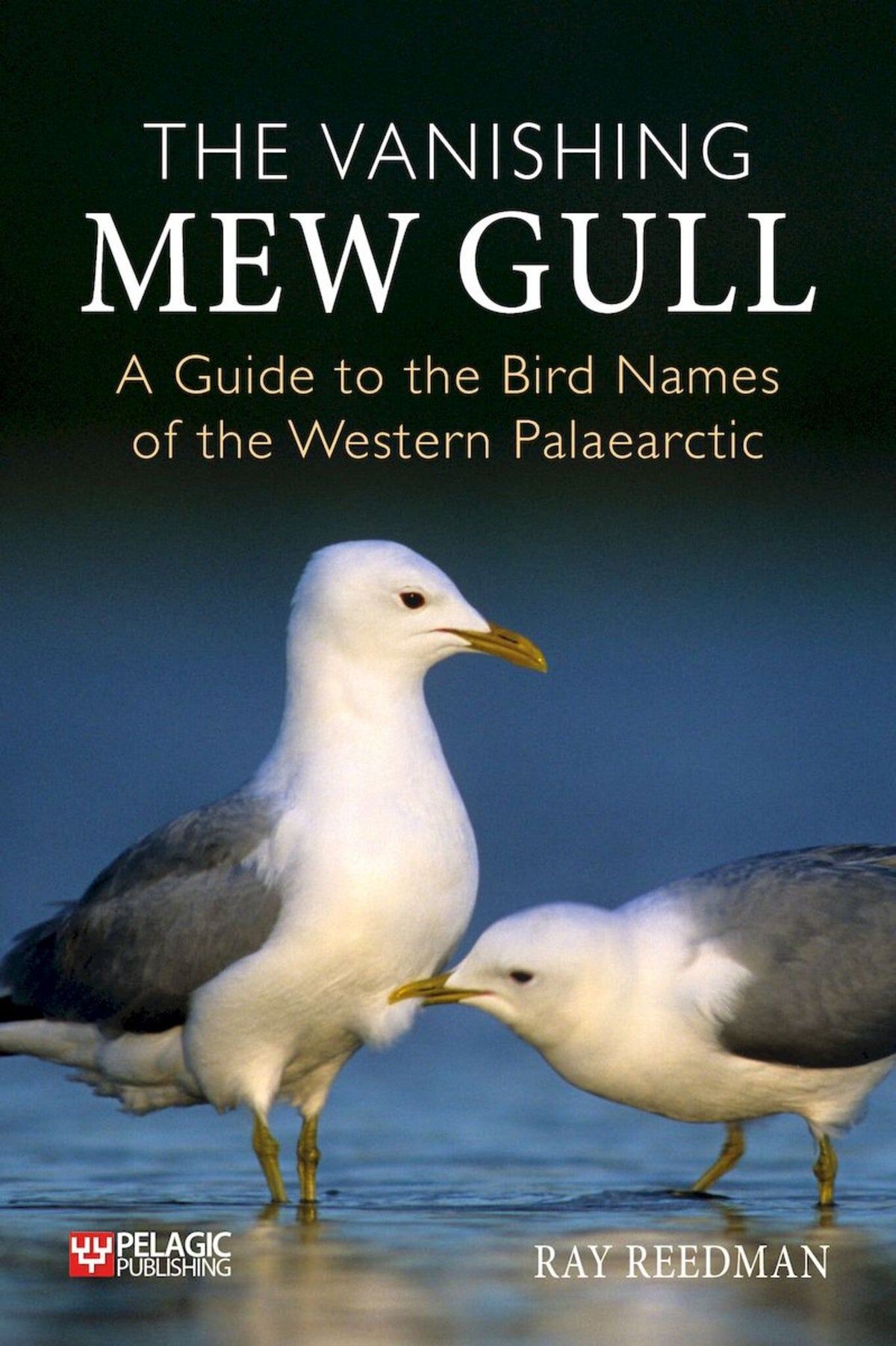 Cover image for The Vanishing Mew Gull ISBN 9781784276492