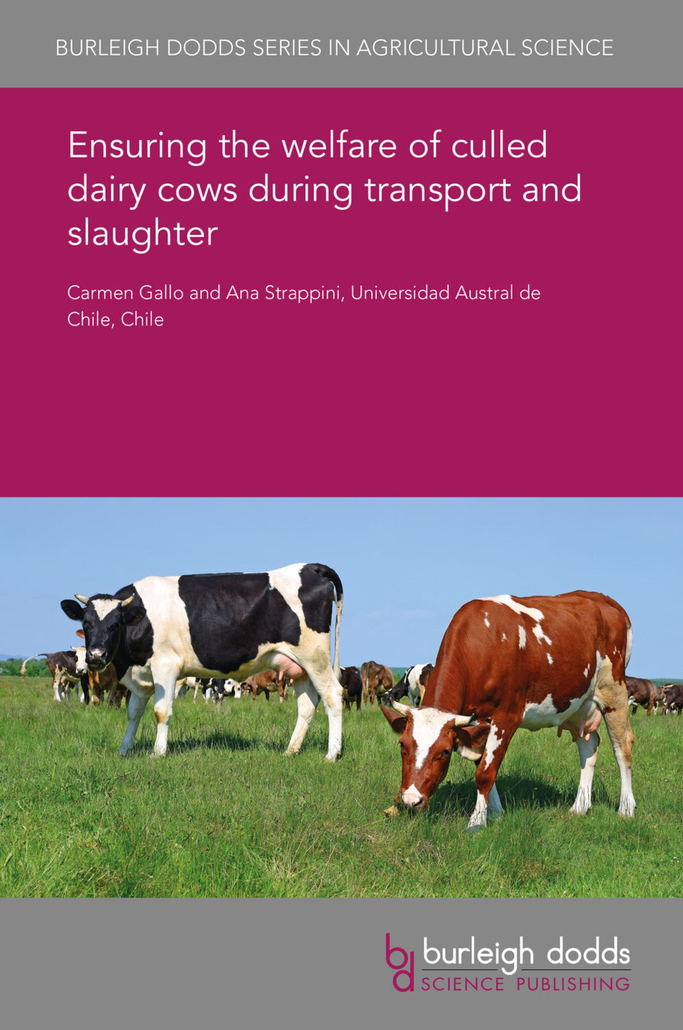 Ensuring the welfare of culled dairy cows during transport and slaughter