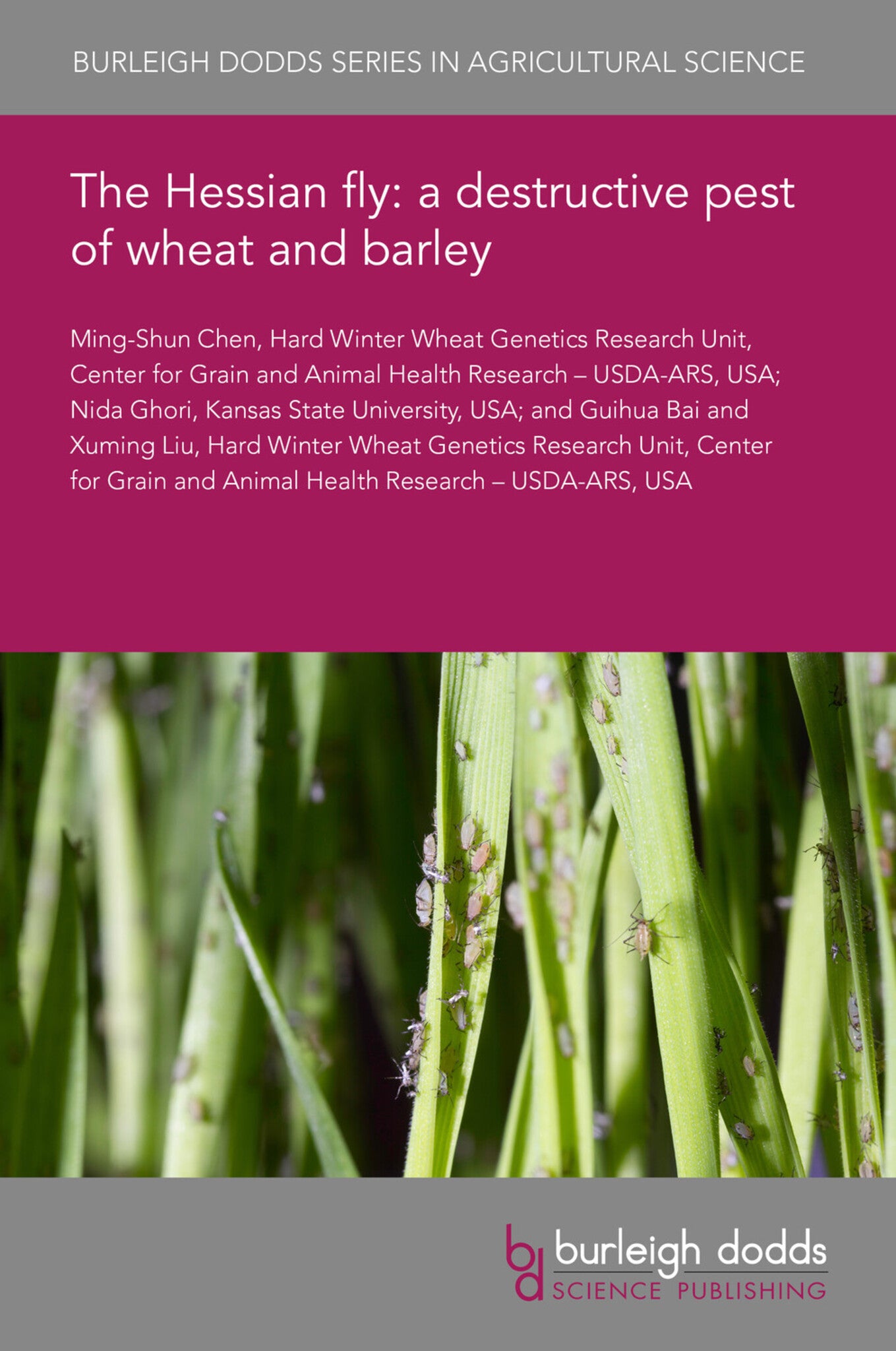 The Hessian fly: a destructive pest of wheat and barley