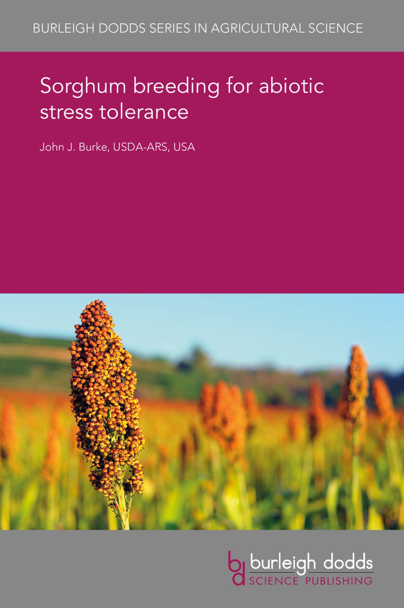 Sorghum breeding for abiotic stress tolerance