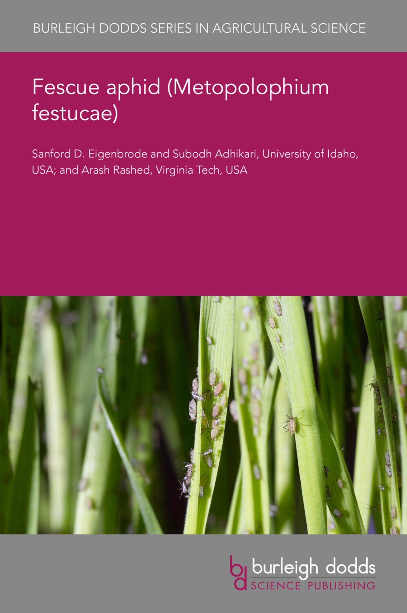 Fescue aphid (Metopolophium festucae)