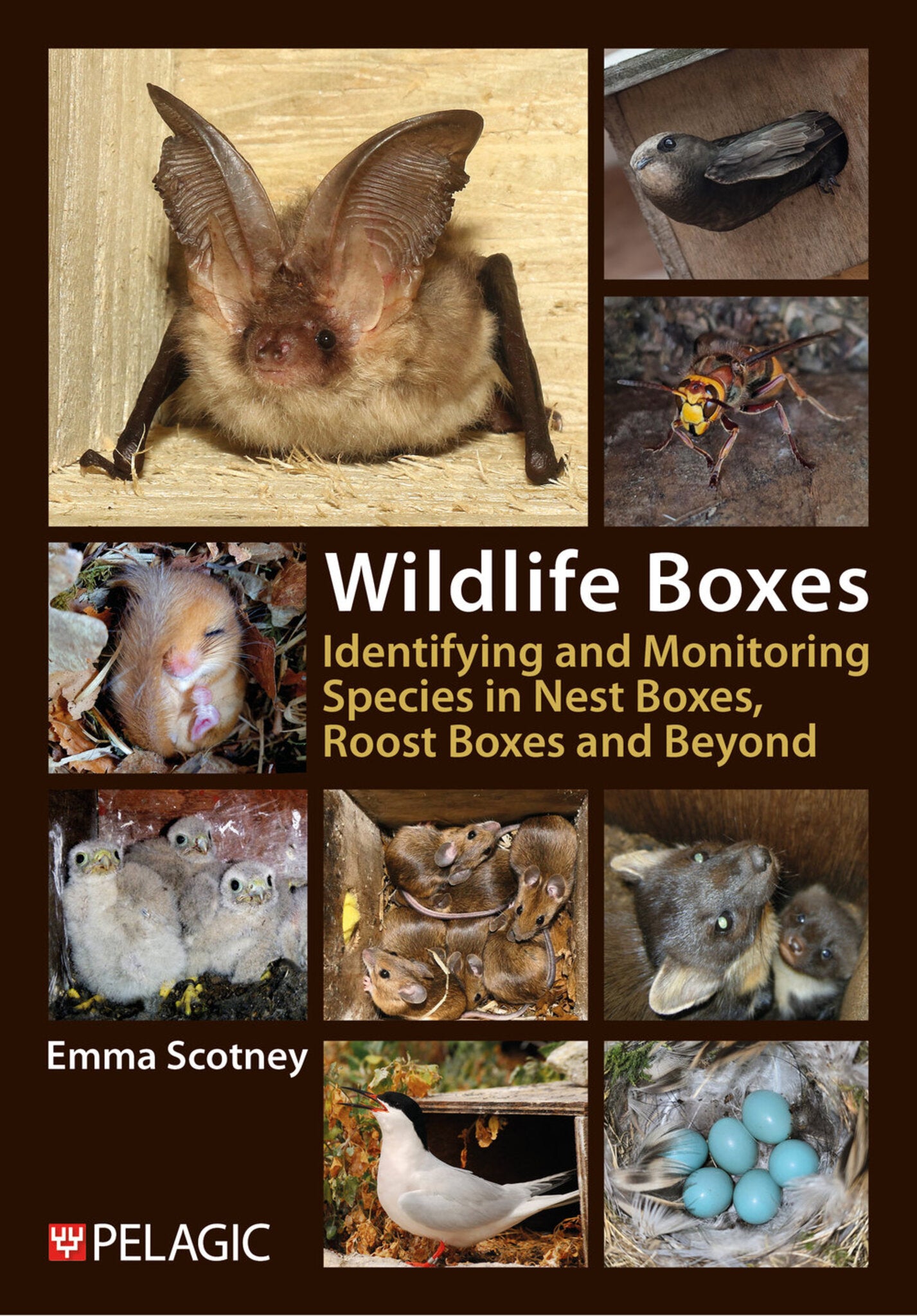 Wildlife Boxes