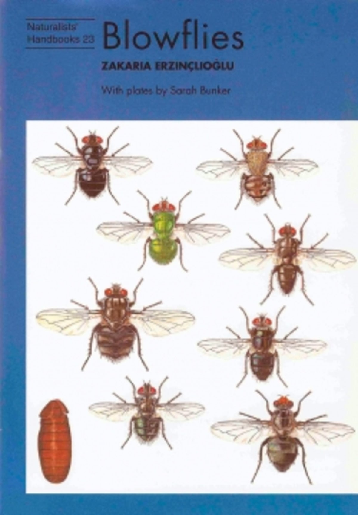 Cover image for Blowflies ISBN 9780855463038