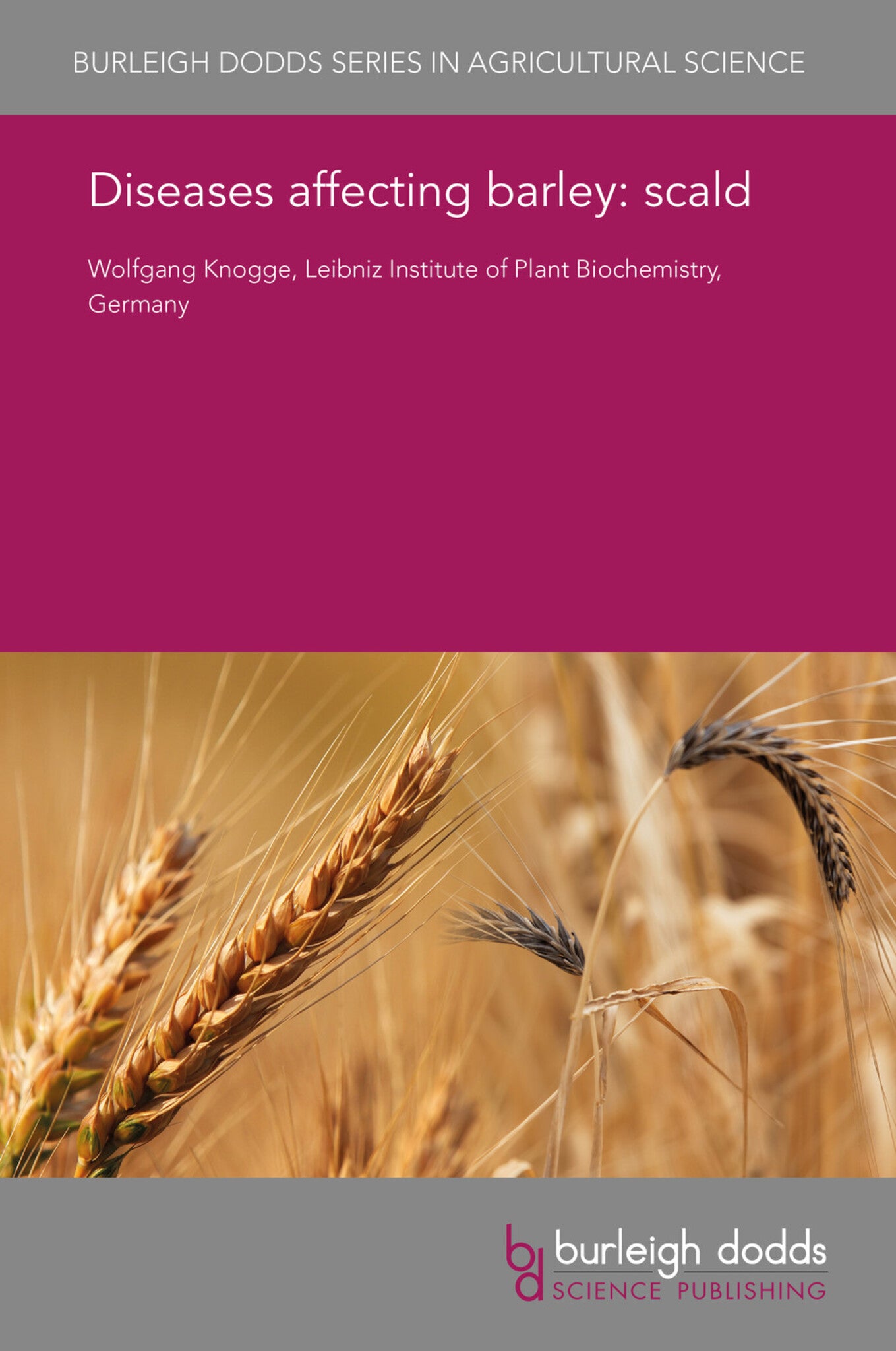 Diseases affecting barley: scald