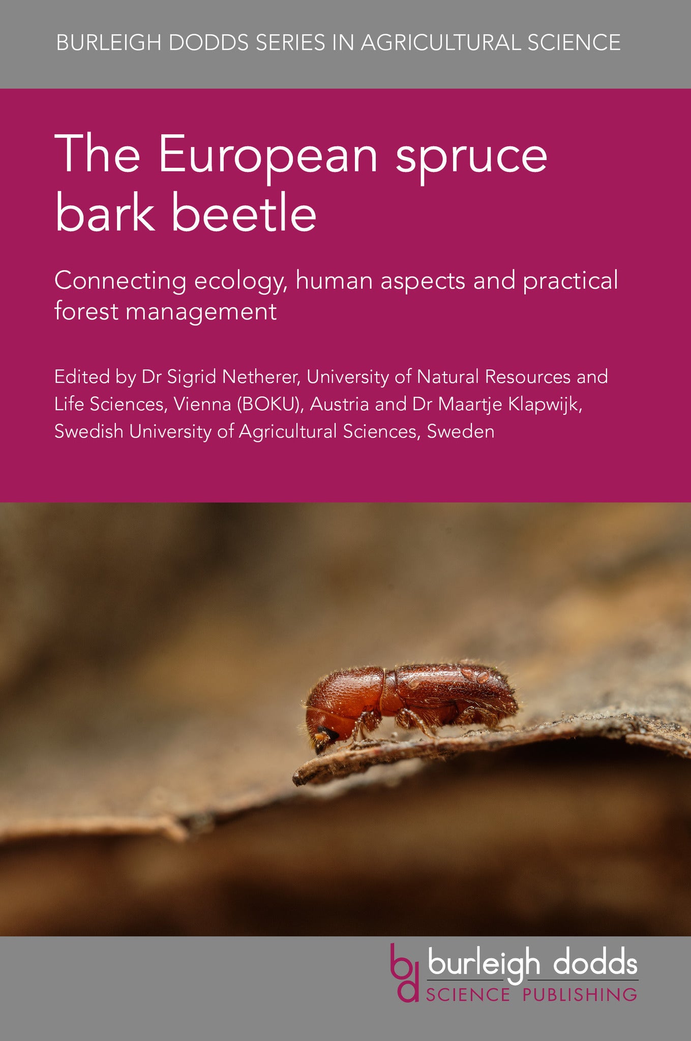 The European spruce bark beetle