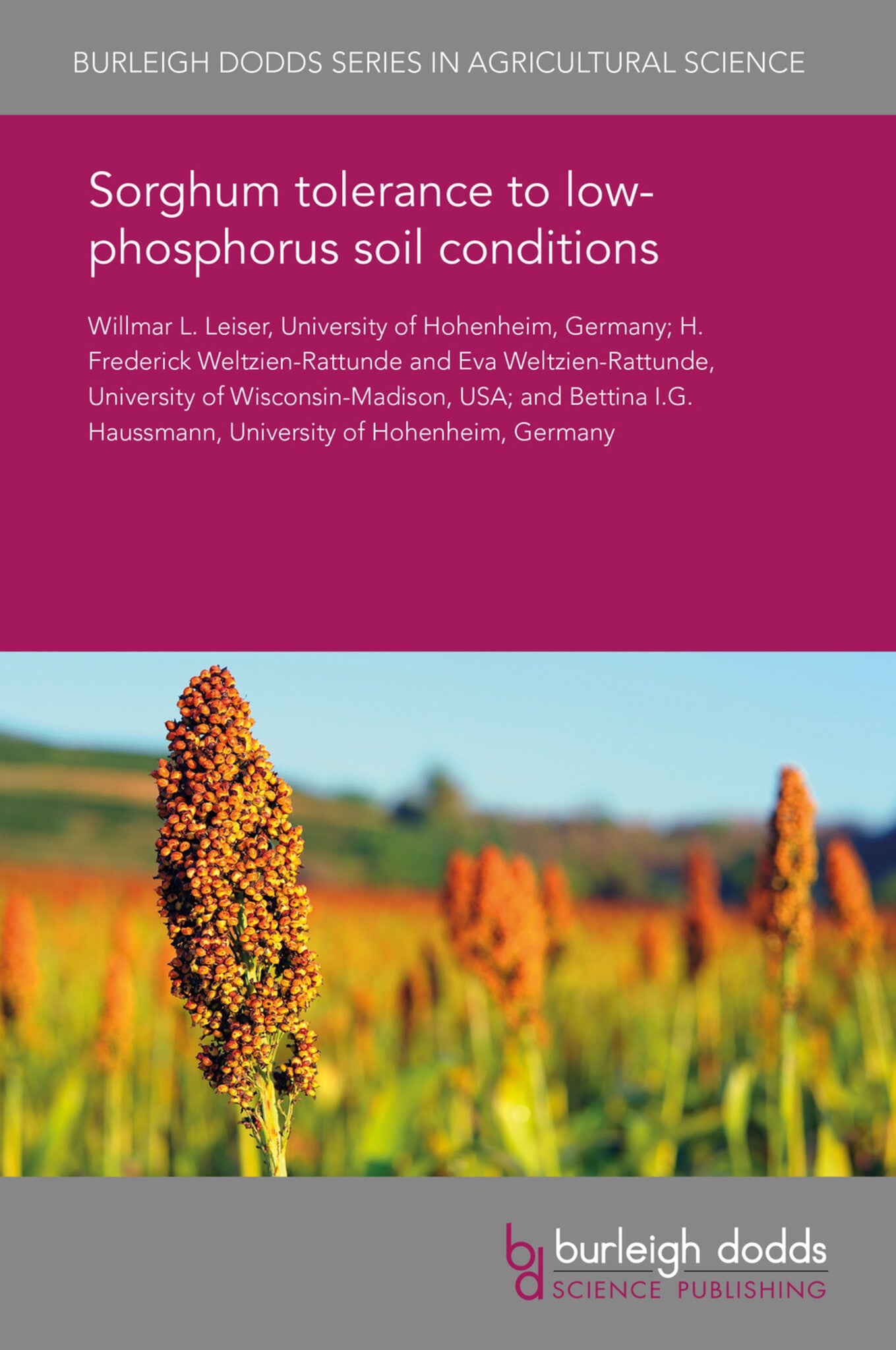 Sorghum tolerance to low-phosphorus soil conditions
