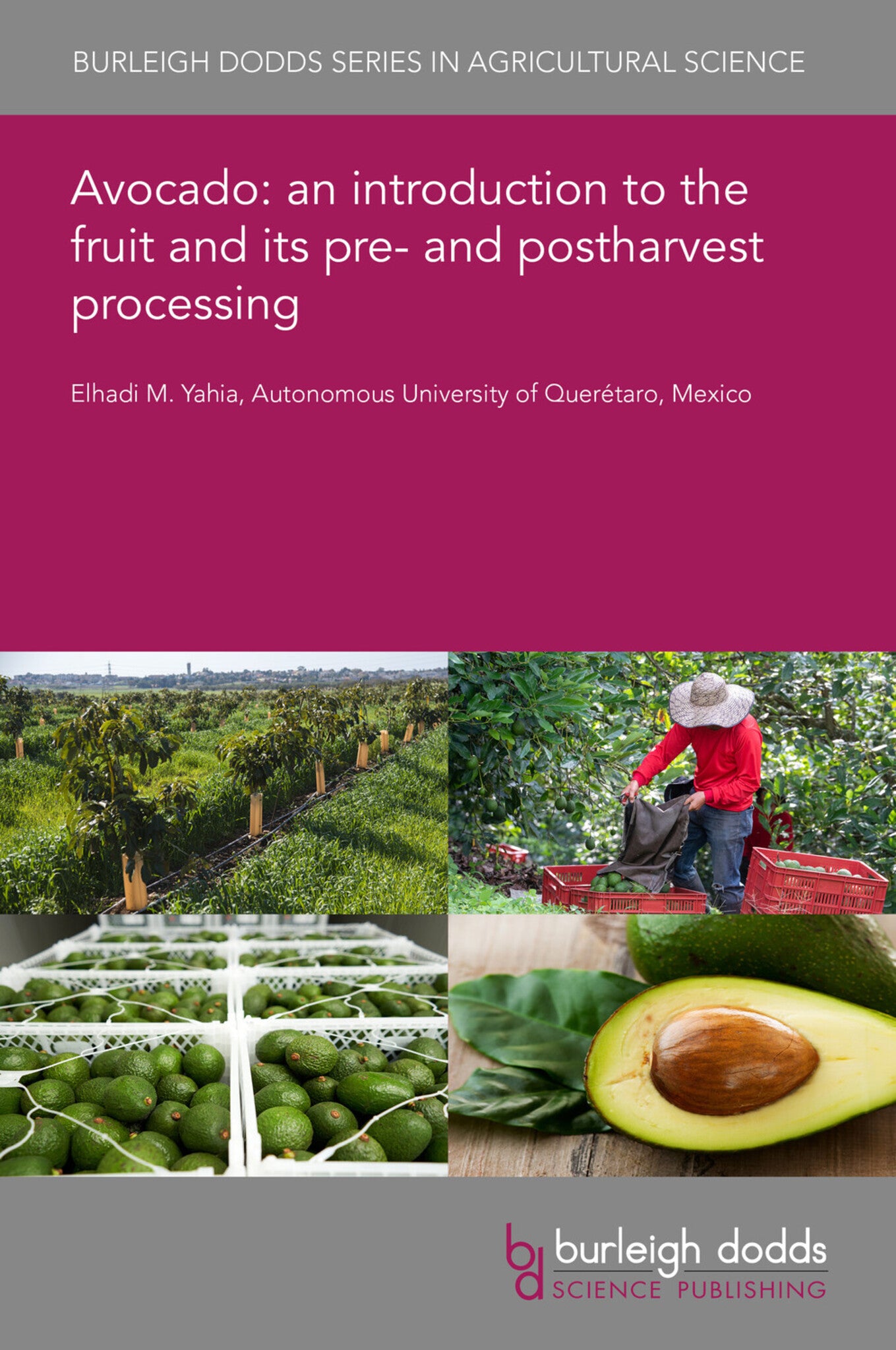 Avocado: an introduction to the fruit and its pre- and postharvest processing